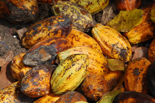Cabosses de cacaoyer