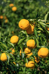 Yuzu on the tree in Tokushima Japan.