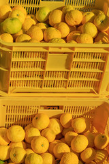 Many Yuzu in the container