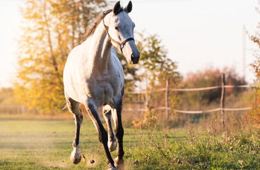 Beautiful arabian horse run gallop in flower meadow