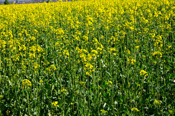 Fototapeta premium Field of yellow flowering rapeseed