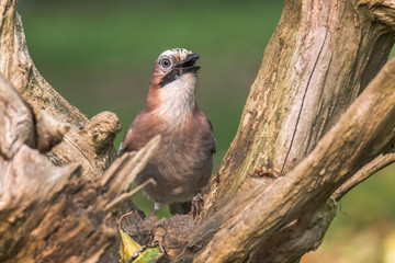 Eurasian jay (garrulus glandarius), sitting on a branch looking at a soft background