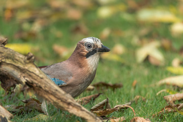 Eurasian jay (garrulus glandarius), sitting on a branch looking at a soft background