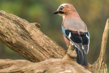Eurasian jay (garrulus glandarius), sitting on a branch looking at a soft background
