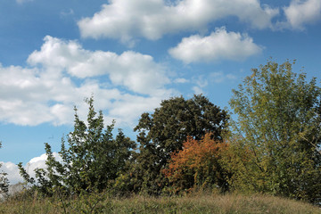 Obraz premium sommerwiese mit weißen wolken.11