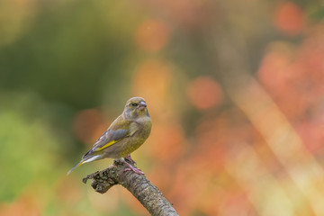 Greenfinch (Chloris chloris), sitting on a branch looking at a soft background