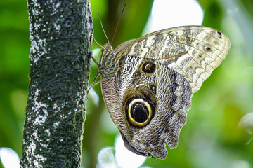 Tropical butterfly, owl butterfly
