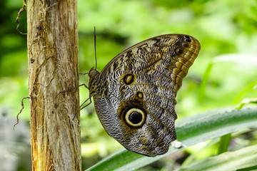 Tropical butterfly, owl butterfly