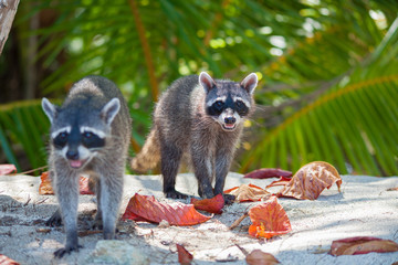 Raton laveur - Costa Rica
