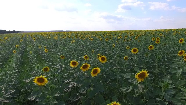Drone footage of field covered with beautiful sunflowers. Close Up Drone Shot Nature Farming Concept. Sunflower field - aerial shot. Flying over a large field on a bright summer day