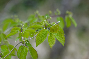 leaves and shoots on a bush in spring