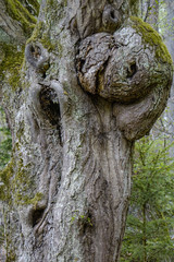 gnarled tree trunk
