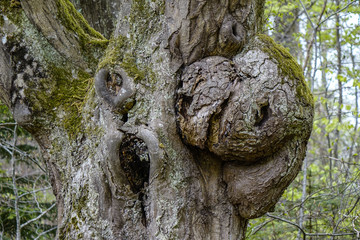 gnarled tree trunk