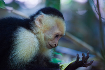 Capucin - Costa Rica