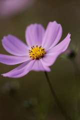 Obraz premium コスモス