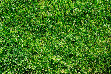 green grass background