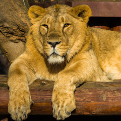 Asian lioness is resting.
