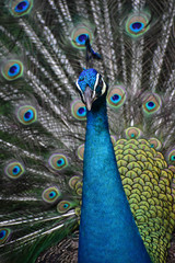 Fototapeta premium Blue Peacock Flutters Open Feathers
