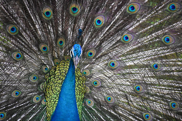 Fototapeta na wymiar Beautiful peacock with open colorful feathers