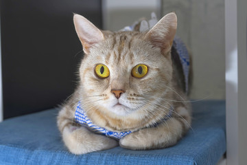 British Shorthair cat Close-up
