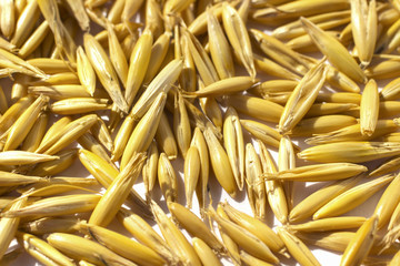 Yellow grains of oats on a white background. Top view