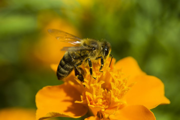 Bee collecting pollen