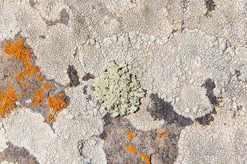 Grey rock stone with different beige, black and orange lichens, closeup texture background, selective focus, shallow DOF