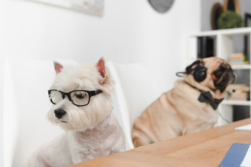 business dogs at workplace