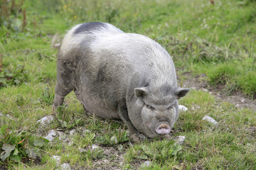 Hängebauchschwein im Gras von vorne