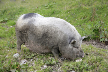 Hängebauchschwein im Gras