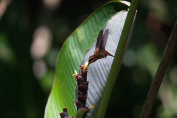 Colibri - Costa Rica