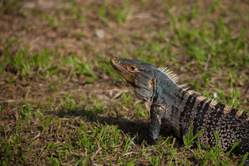Iguane - Costa Rica