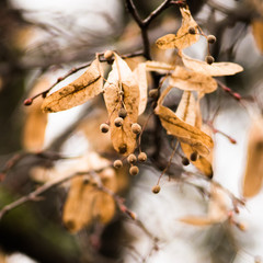ripe berries on branches with wilted leaves