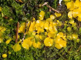Very small fungus yellow fairy cups or lemon discos, Bisporella citrina, on old wood in moss macro, selective focus, shallow DOF