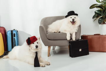 samoyed dogs with suitcases