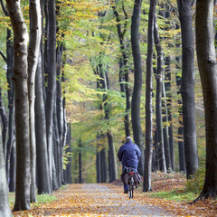 bicycle on road in autumnal forset near austerlitz on utrechtse heuvelrug in the netherlands