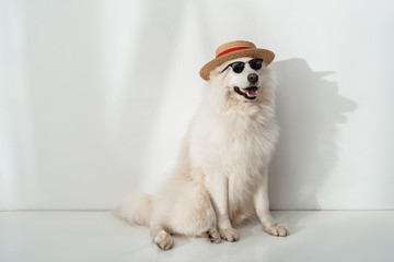 dog in hat and sunglasses