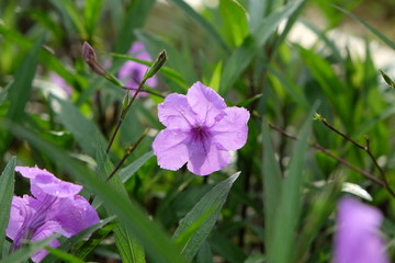 A beautiful violet flower