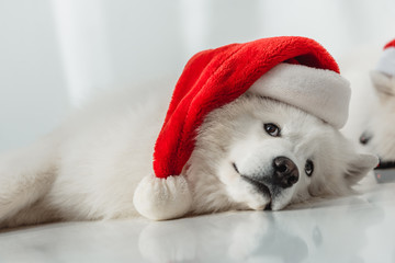 fluffy dog in santa hat