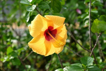 A beautiful yellow flower