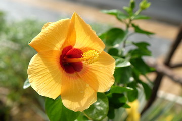 A beautiful yellow flower