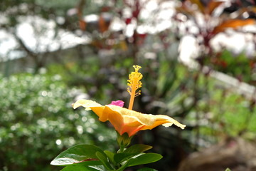 A beautiful yellow flower