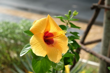 A beautiful yellow flower