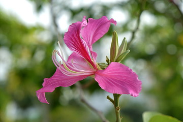 A beautiful pink flower
