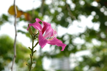 A beautiful pink flower