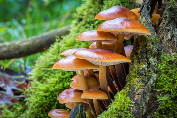 Closeup shot of edible mushrooms known as Enokitake