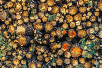 France, Landes, woodpile in the maritime pine forest