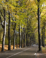 lot of leaves fall on forest road and car between beech trees near austerlitz in the netherlands on utrechtse heuvelrug