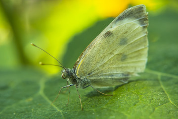 White butterfly on a leaf