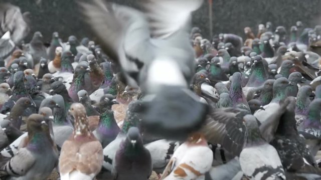 Huge Flock of Pigeons Eating Bread and Take off on the City Street. Slow Motion in 96 fps. Thousands of pigeons crowd on sidewalk. Lot of pigeons eat food on the street. Feeding Pigeons on the